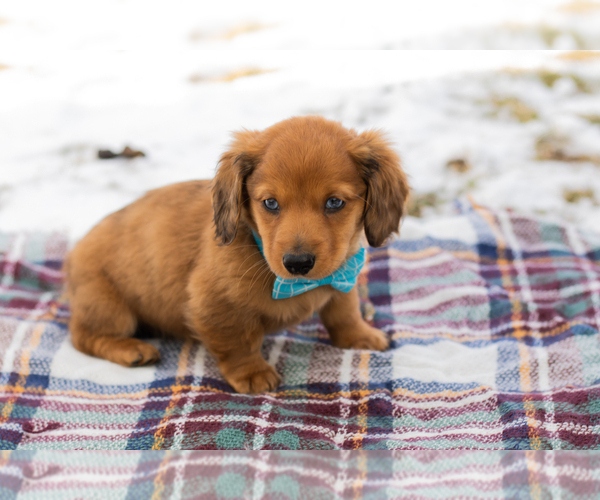 Medium Photo #4 Dachshund Puppy For Sale in BREMEN, IN, USA