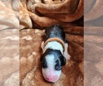 Small #6 Sheepadoodle