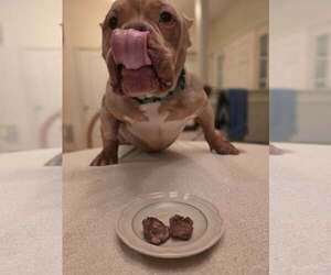 Mutt Dogs for adoption in Spotsylvania, VA, USA