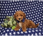Small Photo #5 Miniature Labradoodle Puppy For Sale in NOTTINGHAM, PA, USA