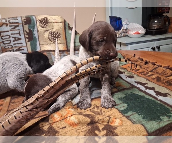 Medium Photo #1 German Wirehaired Pointer Puppy For Sale in ISANTI, MN, USA