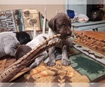 Rusty - Male German Wirehaired Pointer Puppy for Sale - Small photo