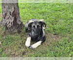 Small #3 German Shepherd Dog Mix