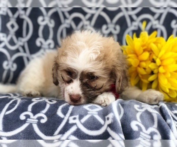 Medium Photo #11 Zuchon Puppy For Sale in LAKELAND, FL, USA