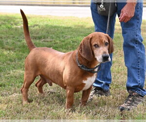 DA 8 Copper - Male Bassetdor Dog for Adoption - Photo #5