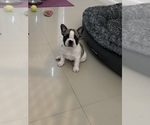 Small #3 French Bulldog