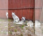 Small Photo #24 Siberian Husky Puppy For Sale in BROOKSVILLE, FL, USA