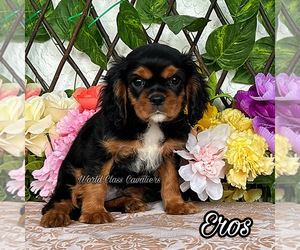 Cavalier King Charles Spaniel Puppy for sale in MIAMI, FL, USA