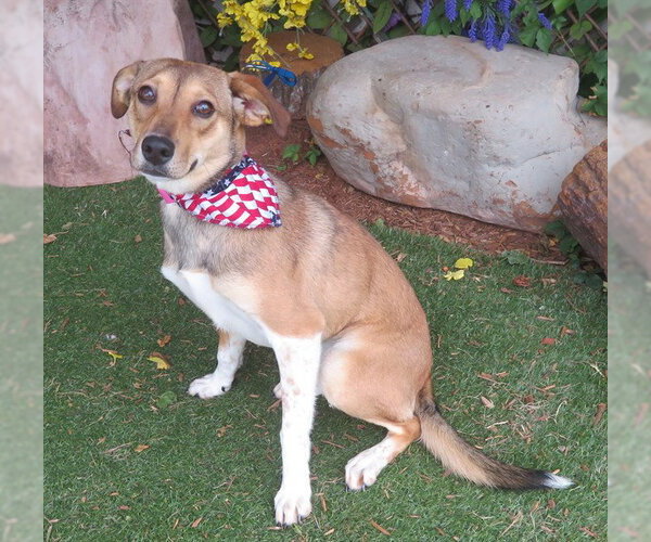 Medium Photo #3 Mutt Puppy For Sale in Oklahoma City, OK, USA