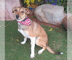 Small #2 Mutt