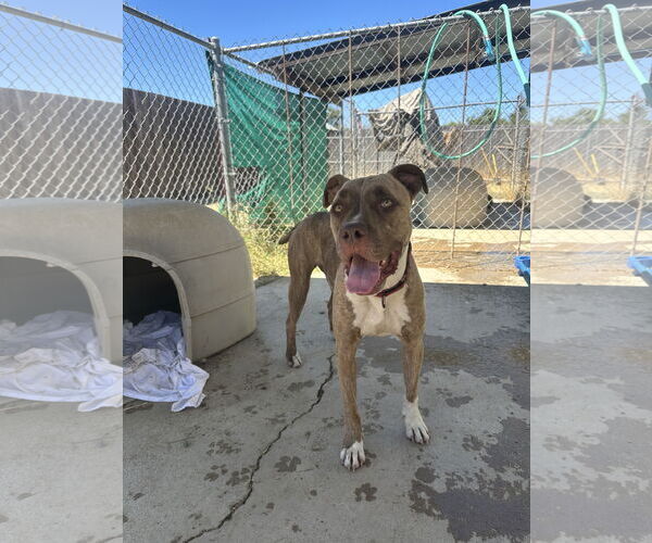Medium Photo #2 Bullboxer Pit Puppy For Sale in Chico, CA, USA