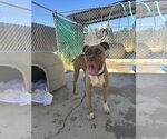 Small #1 Bullboxer Pit