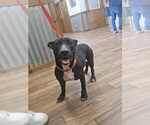 Small #6 American Pit Bull Terrier Mix