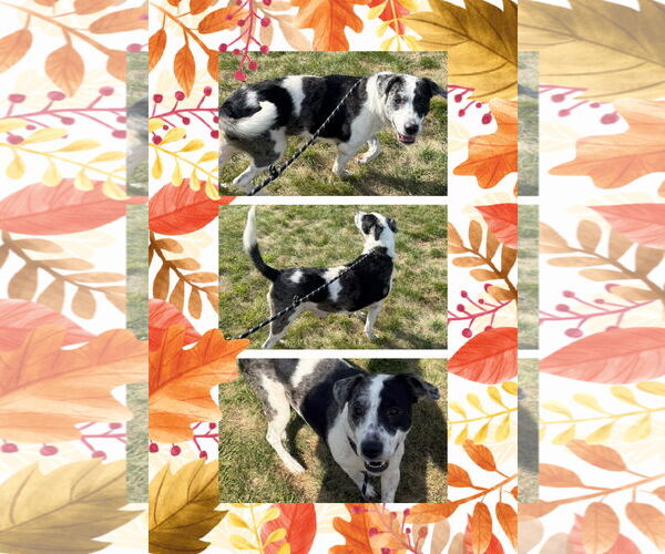 Medium Photo #2 Catahoula Leopard Dog-Unknown Mix Puppy For Sale in Walnutport, PA, USA