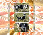 Small #1 Catahoula Leopard Dog Mix