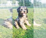 Small Photo #1 Aussiedoodle Miniature -Poodle (Miniature) Mix Puppy For Sale in OTTAWA, OH, USA