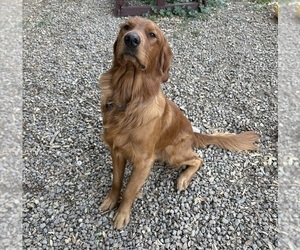 Father of the Golden Retriever puppies born on 10/16/2025