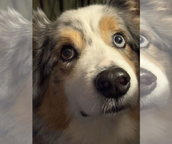 Medium Photo #4 Australian Shepherd Puppy For Sale in Dallas, TX, USA