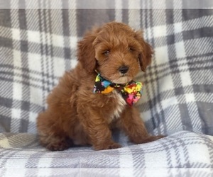 Cockapoo-Poodle (Miniature) Mix Puppy for sale in LAKELAND, FL, USA