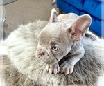 Small Photo #23 French Bulldog Puppy For Sale in SAN JOSE, CA, USA