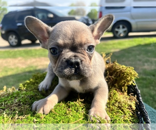 Medium Photo #6 French Bulldog Puppy For Sale in NORTH LITTLE ROCK, AR, USA