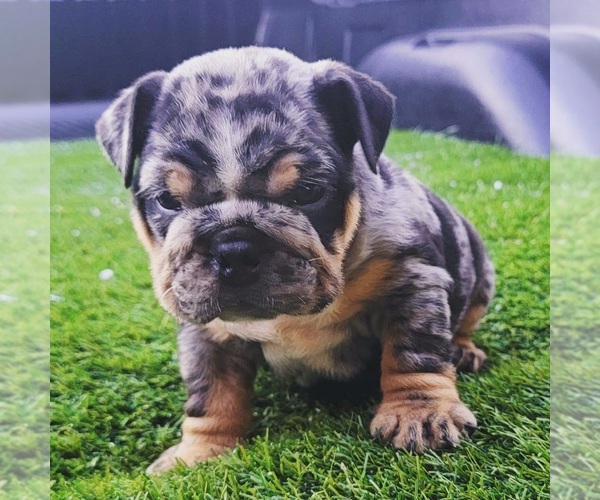 Medium Photo #8 Bulldog Puppy For Sale in MODESTO, CA, USA