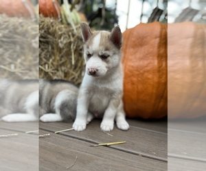 Siberian Husky Puppy for sale in FAIR OAKS, IN, USA