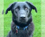Small #5 Labrador Retriever Mix