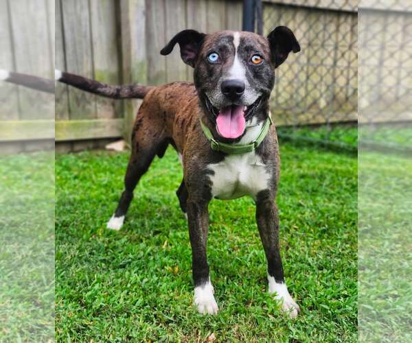 Medium Photo #7 Catahoula Leopard Dog-Siberian Husky Mix Puppy For Sale in Sheboygan, WI, USA