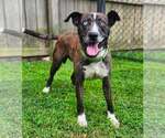 Small #6 Catahoula Leopard Dog-Siberian Husky Mix