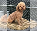 Small Photo #4 Poodle (Miniature) Puppy For Sale in Mukwonago, WI, USA