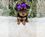 Layla - Female Yorkshire Terrier Puppy for Sale - Photo #5