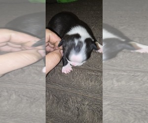 Boston Terrier Puppy for sale in MITCHELL, IN, USA