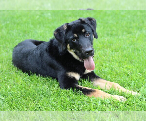 Medium Photo #2 German Shepherd Dog-Unknown Mix Puppy For Sale in Minneapolis, MN, USA