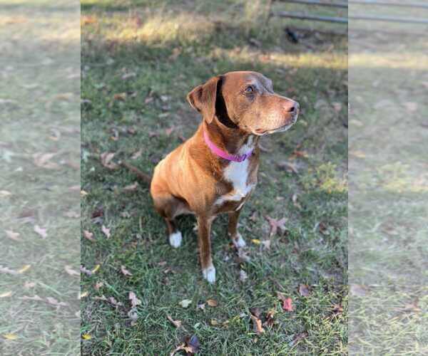 Medium Photo #2 Chocolate Labrador retriever-Unknown Mix Puppy For Sale in Cookeville, TN, USA