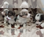 Small Welsh Cardigan Corgi