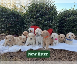 Goldendoodle Puppy for sale in ENTERPRISE, AL, USA