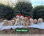 Image preview for Ad Listing. Nickname: Litter of 6