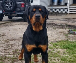 Father of the Rottweiler puppies born on 04/17/2022