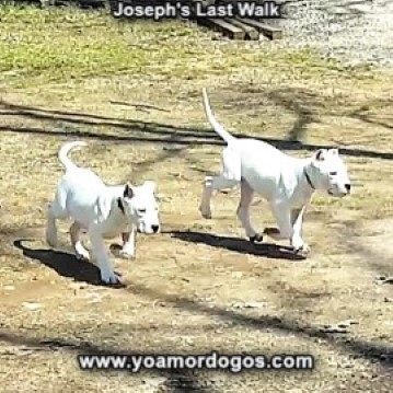 Medium Photo #192 Dogo Argentino Puppy For Sale in PINEVILLE, MO, USA