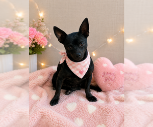Chihuahua Dogs for adoption in MIDWAY, UT, USA
