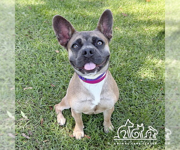 Medium Photo #1 French Bulldog Puppy For Sale in Irvine, CA, USA
