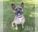 Small French Bulldog