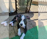 Small #1 Mutt