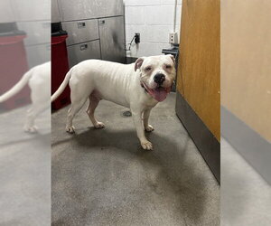 American Bulldog Dogs for adoption in Forestville, MD, USA