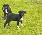 Small Labrador Retriever Mix