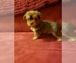 Small Photo #2 Yorkshire Terrier Puppy For Sale in SAINT PETERSBURG, FL, USA