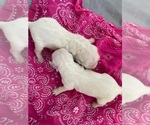 Small #7 English Cream Golden Retriever