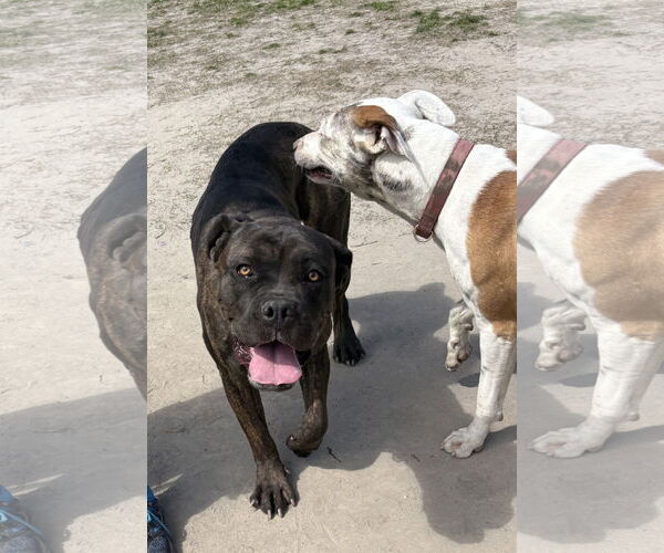 Medium Photo #4 Mastiff-Unknown Mix Puppy For Sale in Virginia Beach, VA, USA