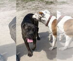 Small #3 Mastiff Mix
